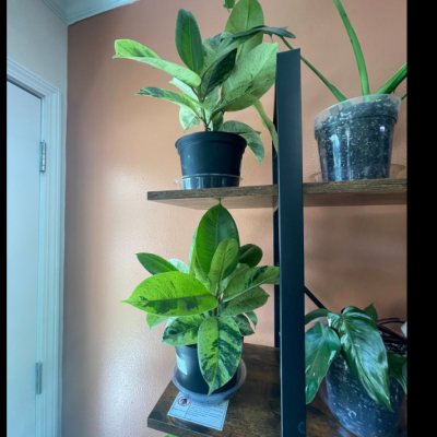 smallplant